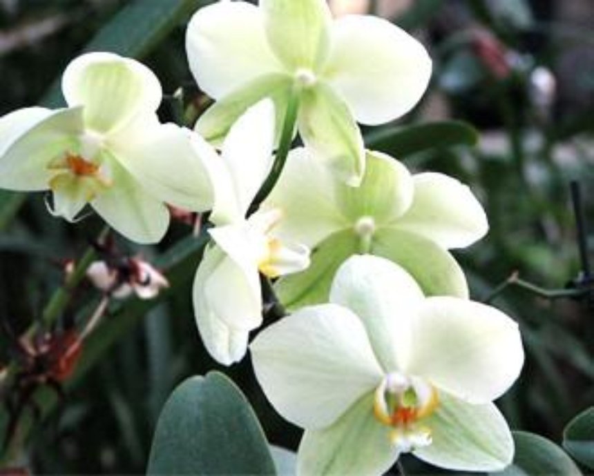 Оранжереи Киева: любуемся цветущими пальмами и орхидеями