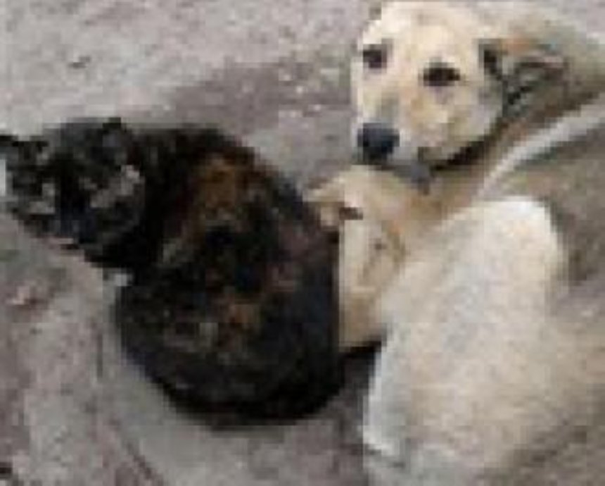 Зоозащитники: Киевских собак специально заражают бешенством