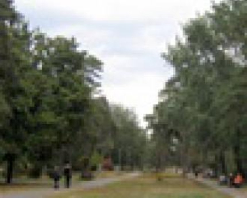 Киевские деревья будут укутывать пленкой