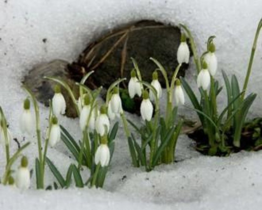 Синоптики в этом году обещают раннюю весну