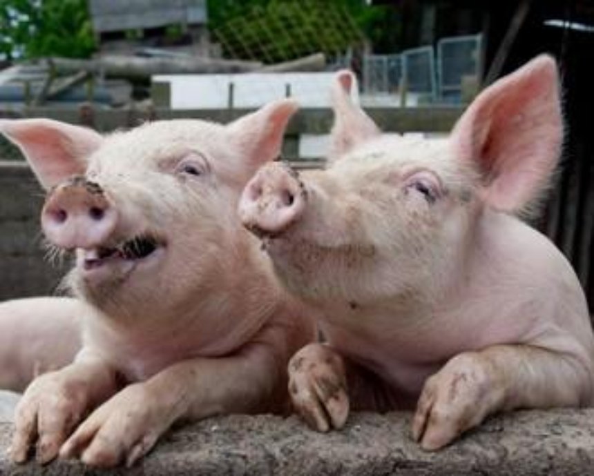 В Киевской области обнаружили чуму свиней