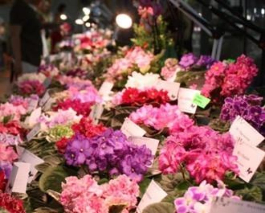 В Киеве пройдет выставка цветущих фиалок