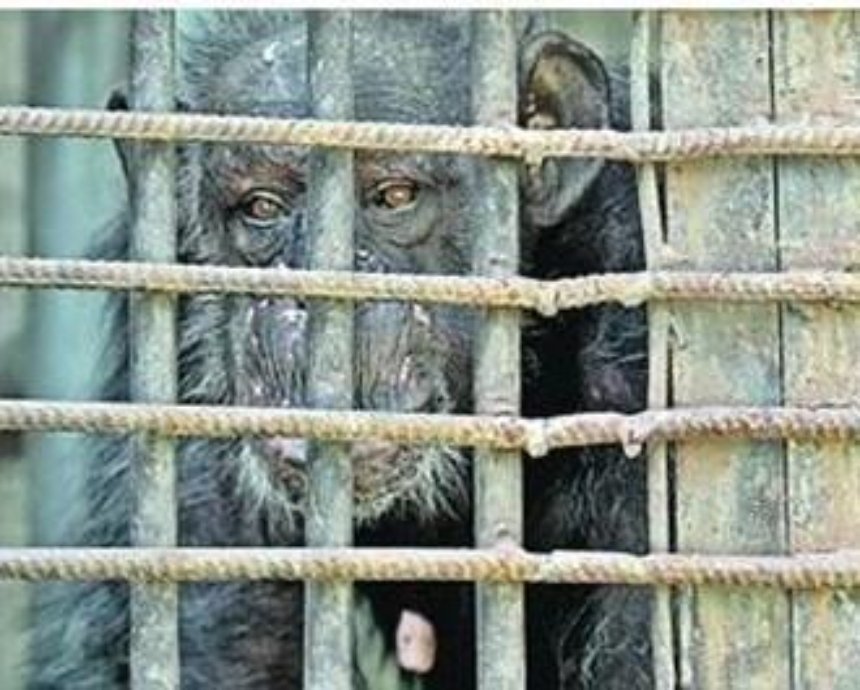 В Киевском зоопарке умерла самая старая шимпанзе Микси
