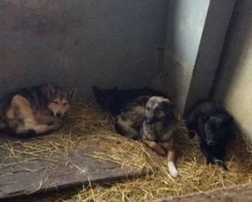 Собак из "концлагеря" под Киевом раздадут желающим
