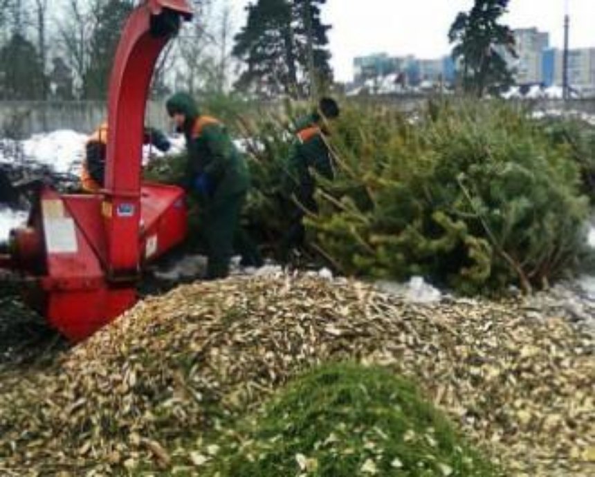 В Киеве открылись пункты приема новогодних елок