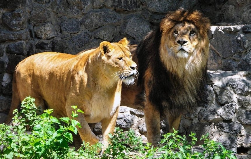 Услышь мой рев: в Киевском зоопарке будут праздновать львиный день рождения