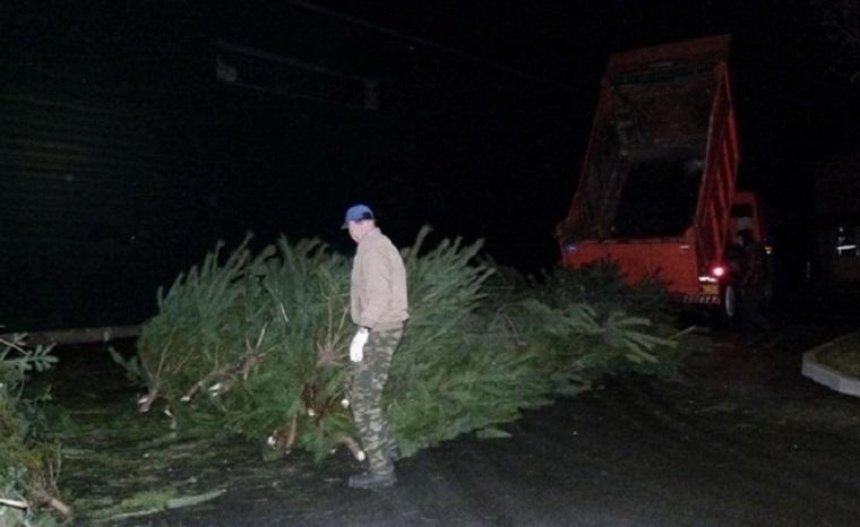 В Межигорье привезли три КАМАЗа новогодних елок (фото)