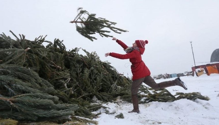 Киевлян призывают сдавать новогодние елки на утилизацию (видео)