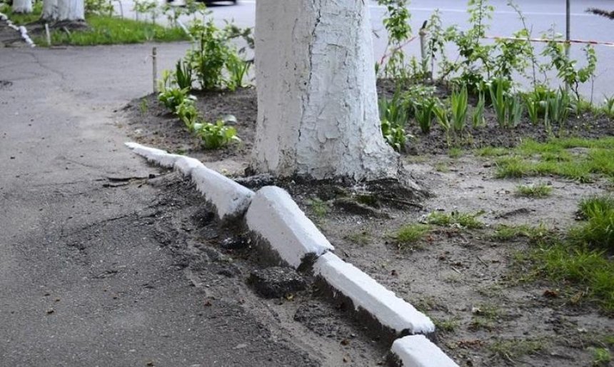 Киевляне требуют запретить белить бордюры и деревья