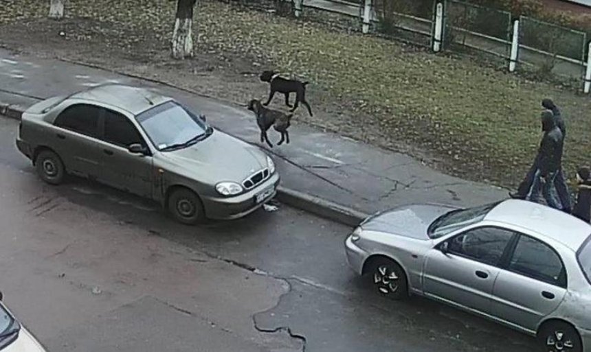 В Киеве разыскивают безответственного хозяина охотничьей собаки (фото)