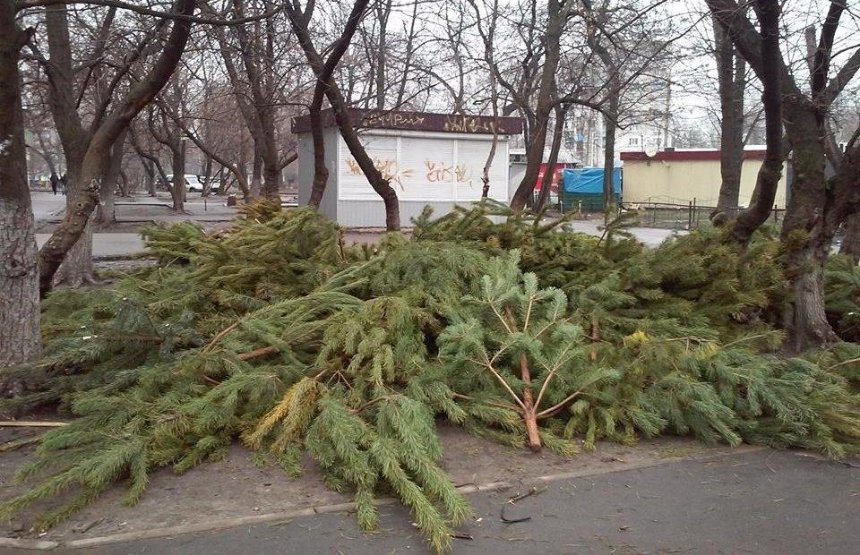 На уборку елочных «кладбищ» в столице уйдет более 300 тыс. грн