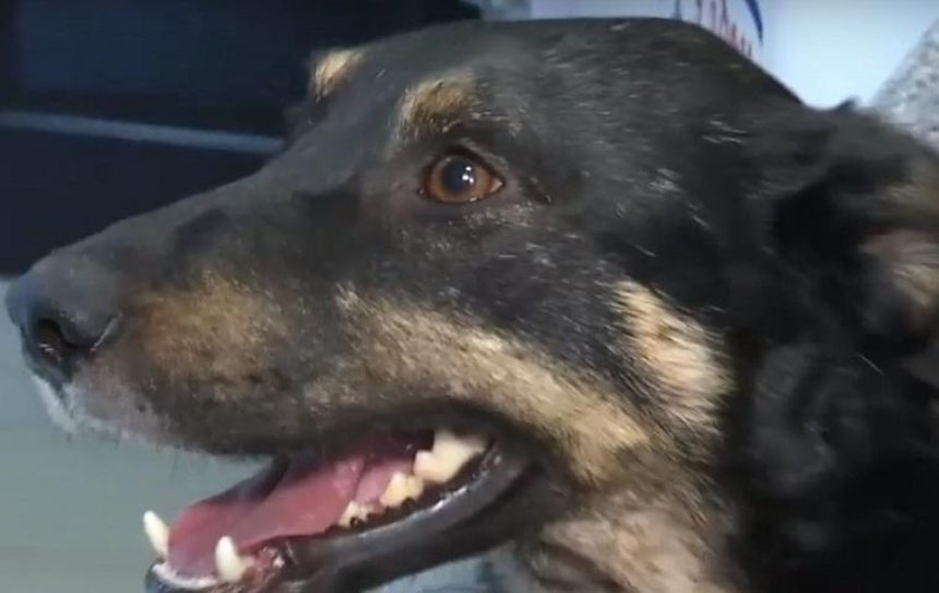 Найденный и спасенный пес снова сбежал (видео)