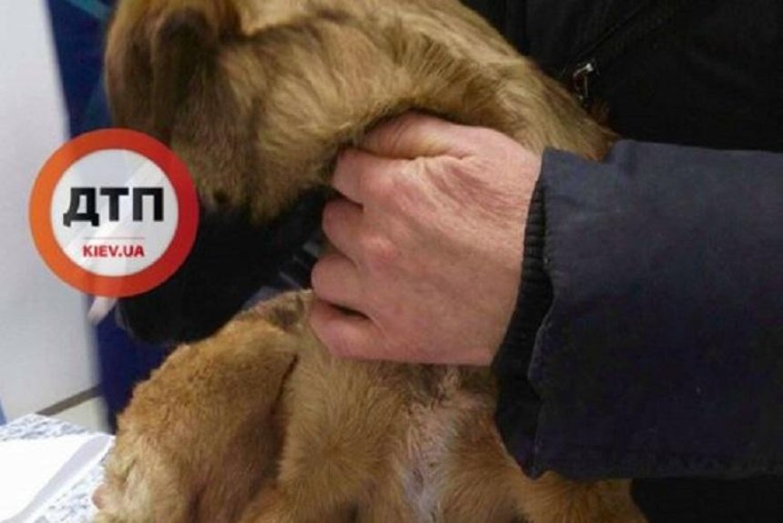 Волонтеры просят помочь собаке, пострадавшей от новогодних салютов 