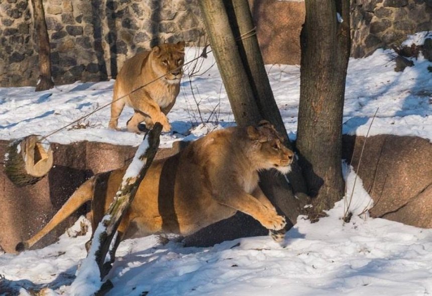 Зимняя охота: в киевском зоопарке львам устроили необычный день рождения (фото)