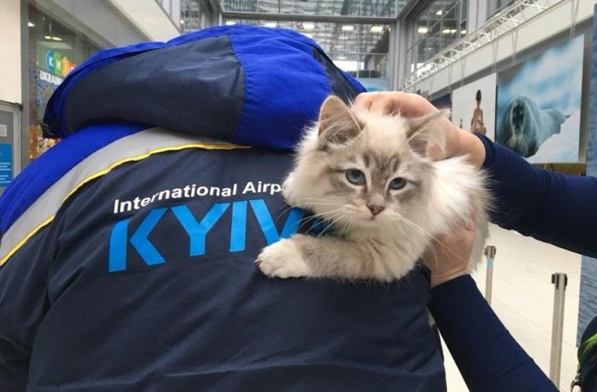Горе-пассажирка бросила котенка в аэропорту (фото)