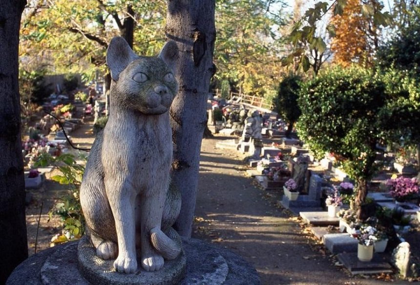 Где в Киеве создадут кладбище домашних животных 