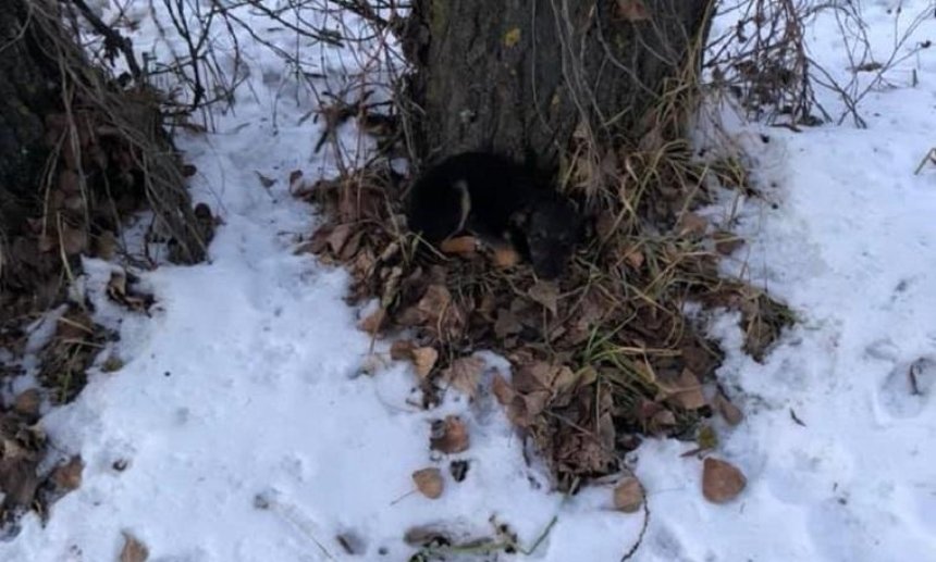 В поле под Киевом нашли замерзающих щенков (фото, видео)