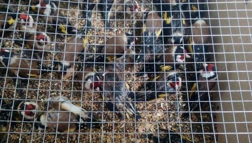 З «Борисполя» намагались вивезти 1600 живих щиглів: частина птахів загинула (фото) (оновлено)