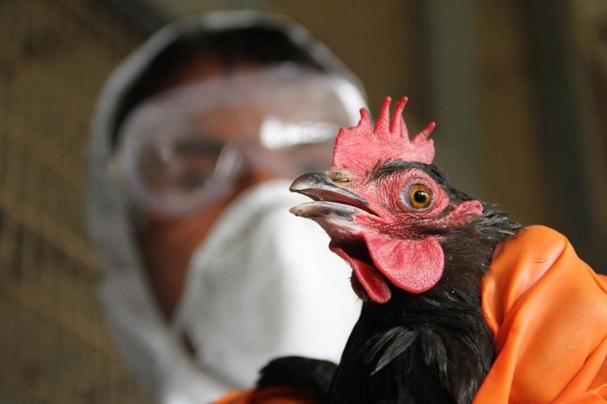 В Украине зафиксировали массовую вспышку птичьего гриппа 