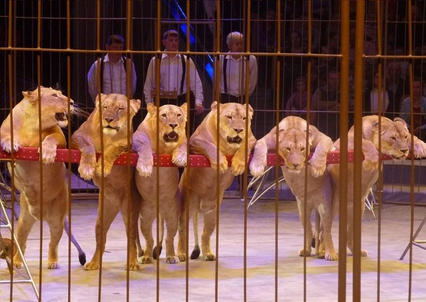 В Украине всех животных из цирков передадут в частный эко-парк