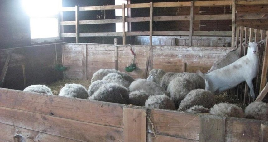 Владелец мини-зоопарка под Киевом морил голодом около сорока животных (фото)