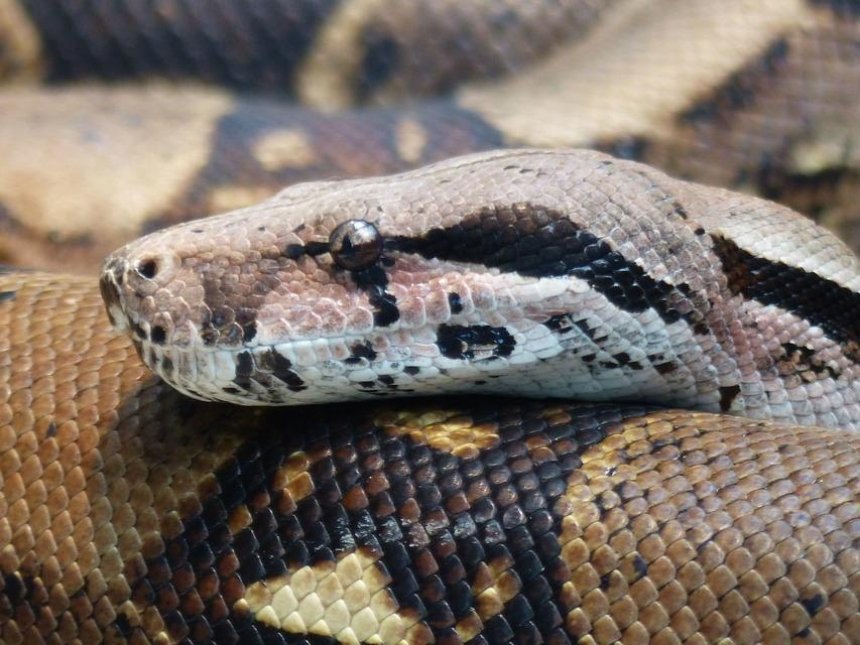«Вероятно, удав»: киевлянка утверждала, что у нее дома змея ворует кошачий корм