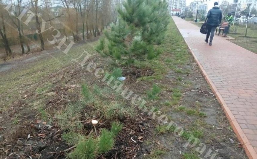 Вандалы сломали елки и сакуры в Деснянском районе (фото)