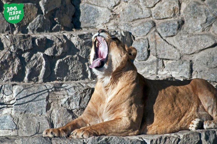 Киевский зоопарк приглашает на день рождения львиного прайда