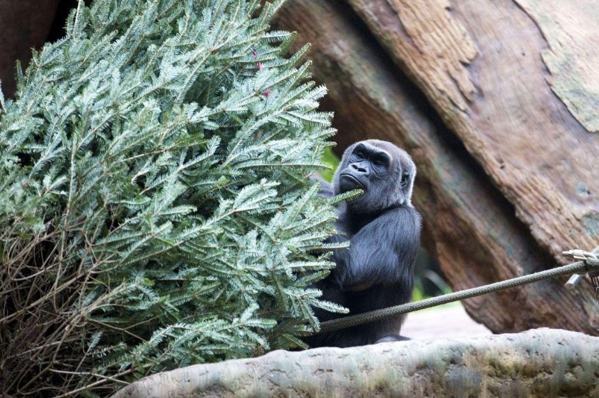 Киевский зоопарк просит не приносить новогодние елки: почему