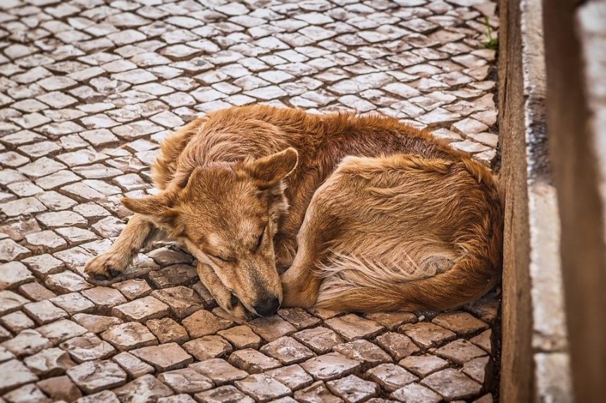 Сколько бездомных животных в Киеве нашли хозяев в 2020 году