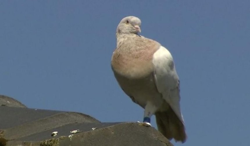 В Австралии хотят усыпить голубя, который преодолел 13 тысяч км из США