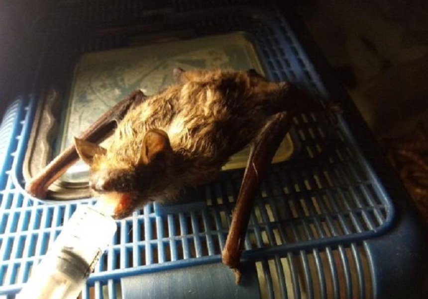 Волонтеры отмыли от мазута летучих мышей, упавших в шахту лифта