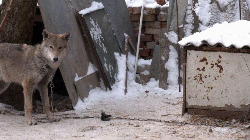 В Чернигове пара приютила щенка, который оказался волком 