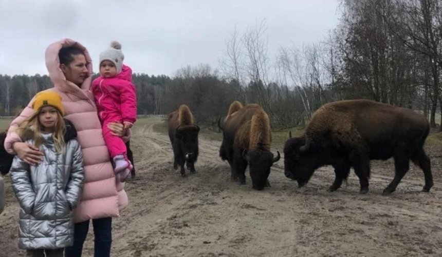 В эко-парке под Киевом на семью с детьми напало стадо бизонов