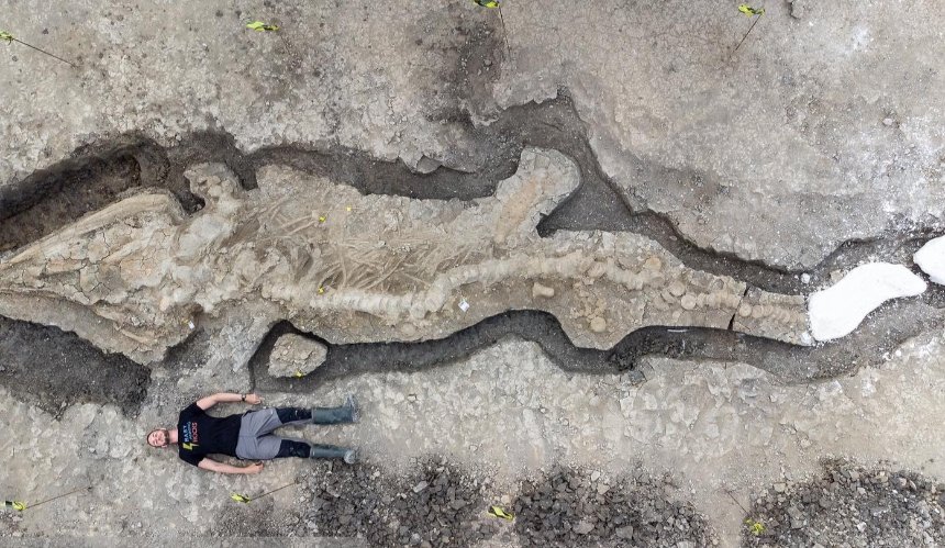 В Англии обнаружили целый окаменелый скелет ихтиозавра
