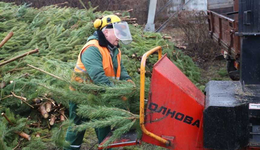 В Киеве открыли новые пункты утилизации елок: теперь их 33