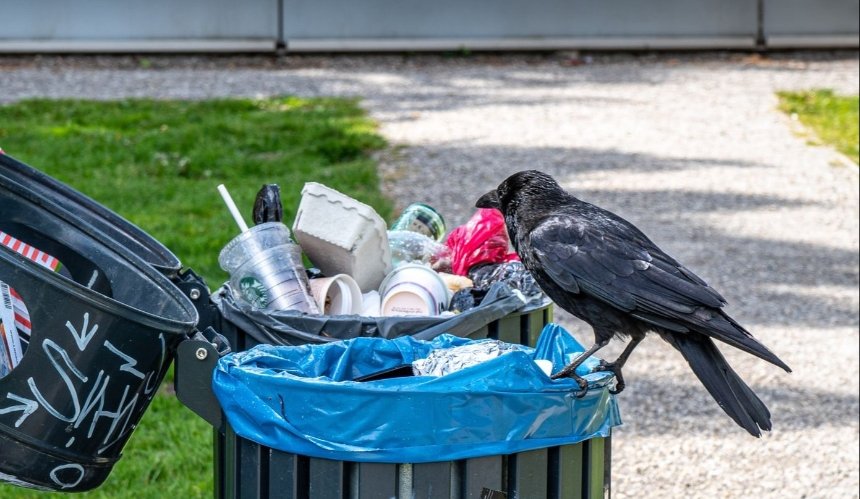 В Швеции начнут собирать мусор при помощи диких ворон