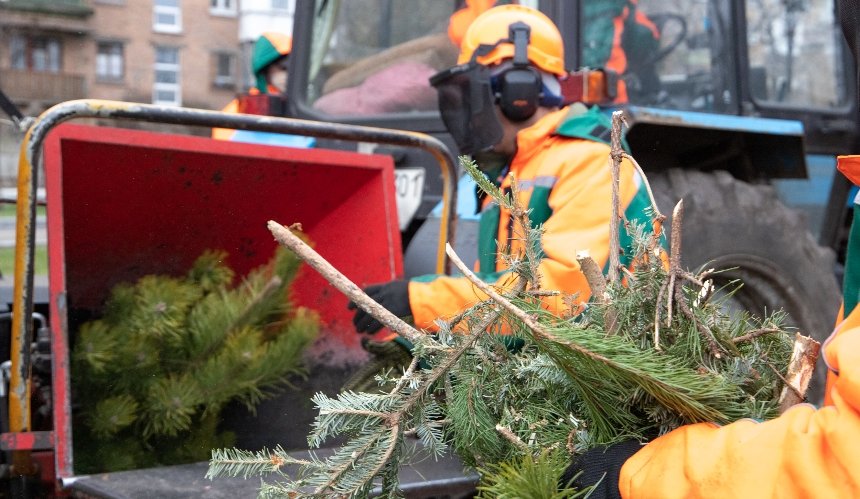Сдать елку на переработку в Киеве можно до конца января: адреса