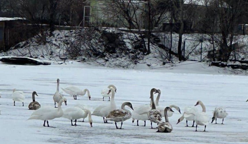 Комунальники вирізали для лебедів лунки в озері, щоб птахи могли плавати