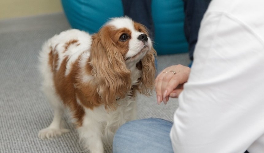 У столиці відкрили центр терапії за допомогою собак: кому допомагають