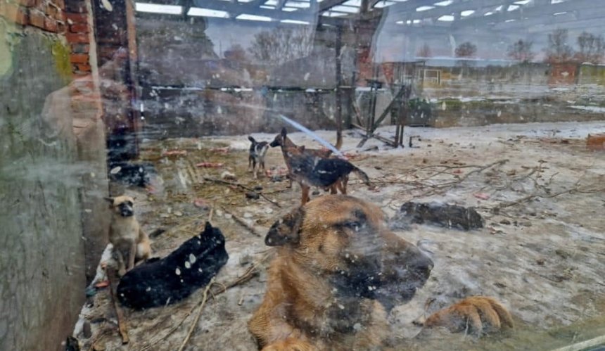 Жорстоке поводження з тваринами: правоохоронці відкрили кримінальне провадження проти одного з притулків Київської області