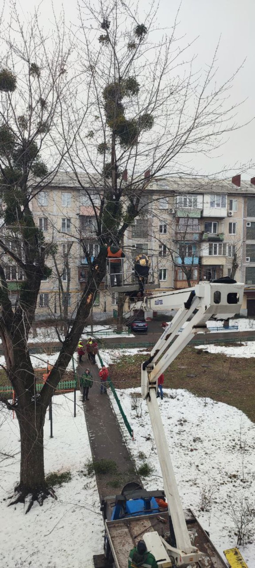 Протягом 2023 року у парках і скверах Києва з крон 5513 дерев видалили омелу