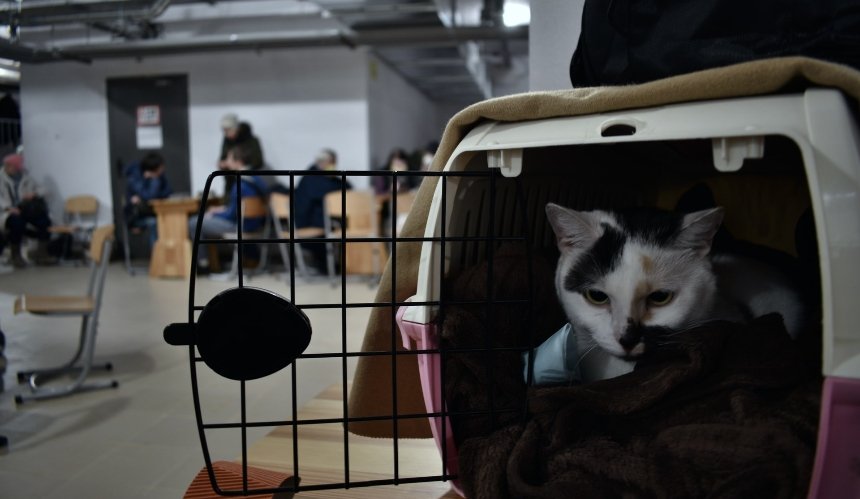 В Україні дозволили перебувати в укриттях з домашніми тваринами: що відомо