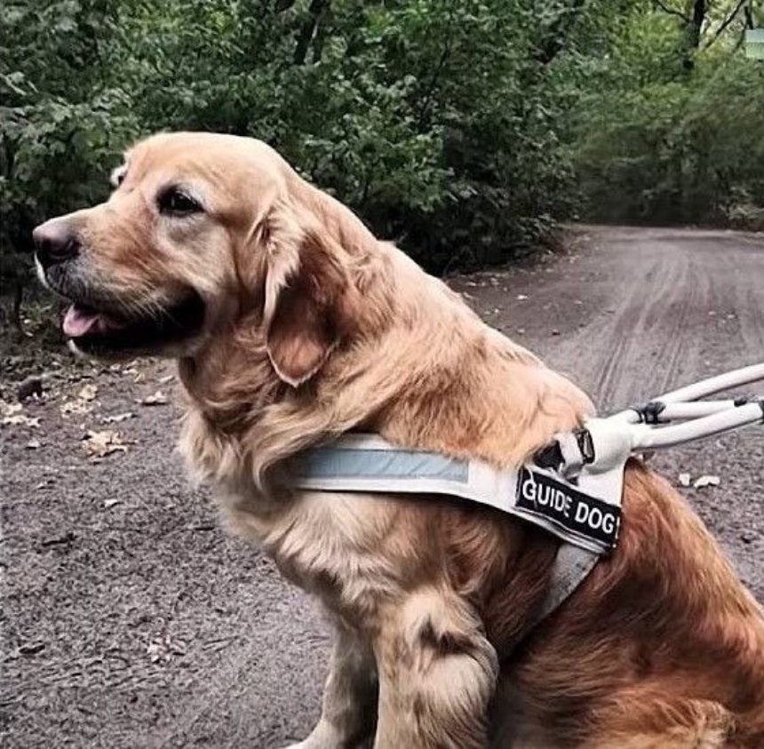 У Київській області вдалось знайти собаку-поводиря на ім’я Плюша