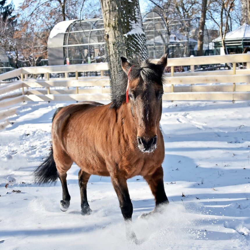 У КиївЗоо можна побачити гуцульських коней Плая та Явора