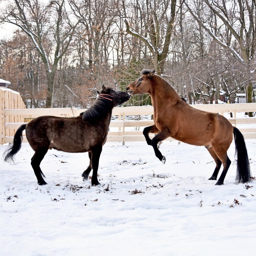 У КиївЗоо можна побачити гуцульських коней Плая та Явора