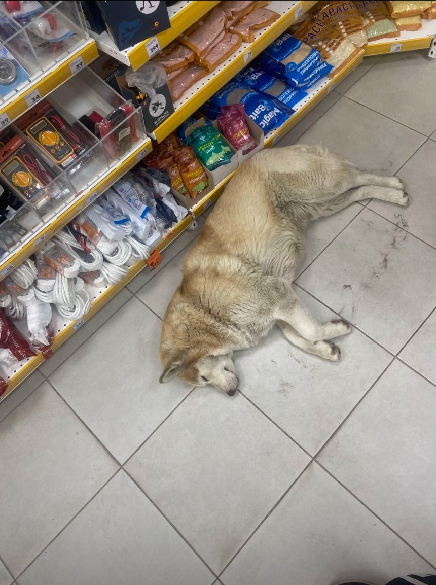 UAnimals закликає бізнес впускати тварин до закладів