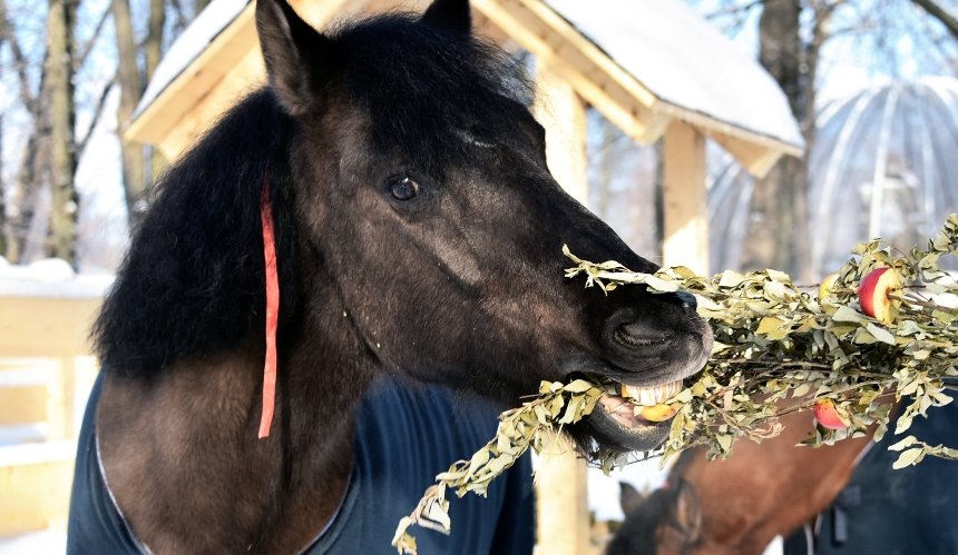 У КиївЗоо проходять&nbsp;показові&nbsp;частування гуцульських коней: де та коли подивитися