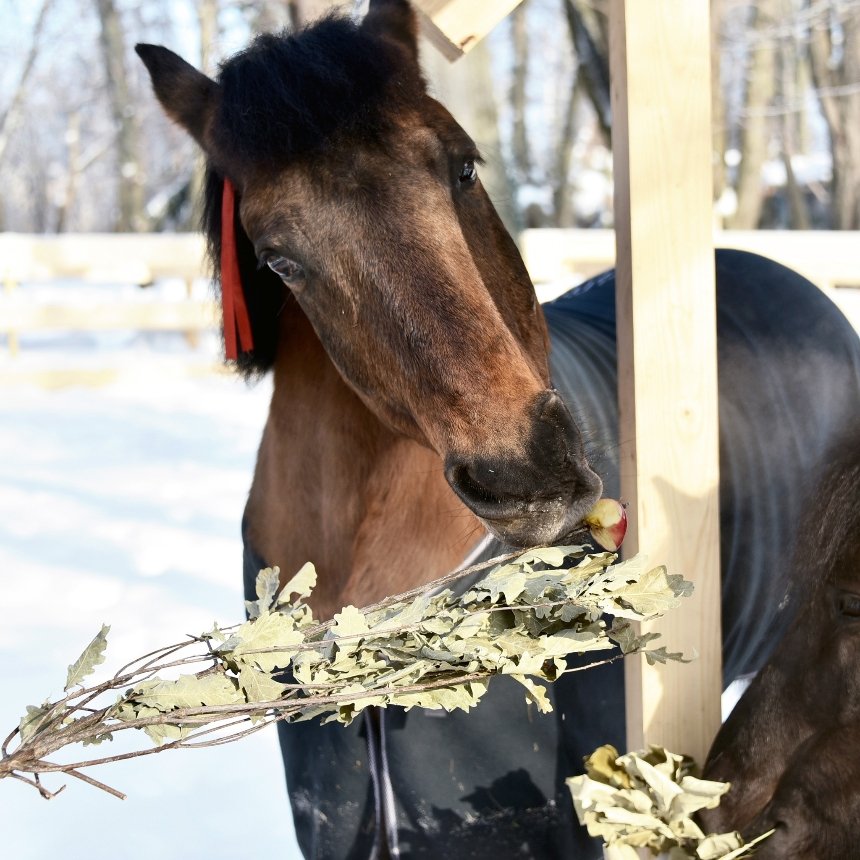 У КиївЗоо проходять&nbsp;показові&nbsp;частування гуцульських коней