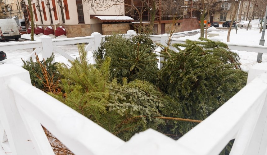 У Києві працюють пункти прийому ялинок: скільки дерев вже зібрали на переробку